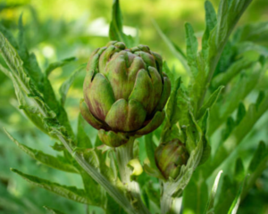 Phân biệt cao atiso chuẩn Đà Lạt, hàng chất lượng 