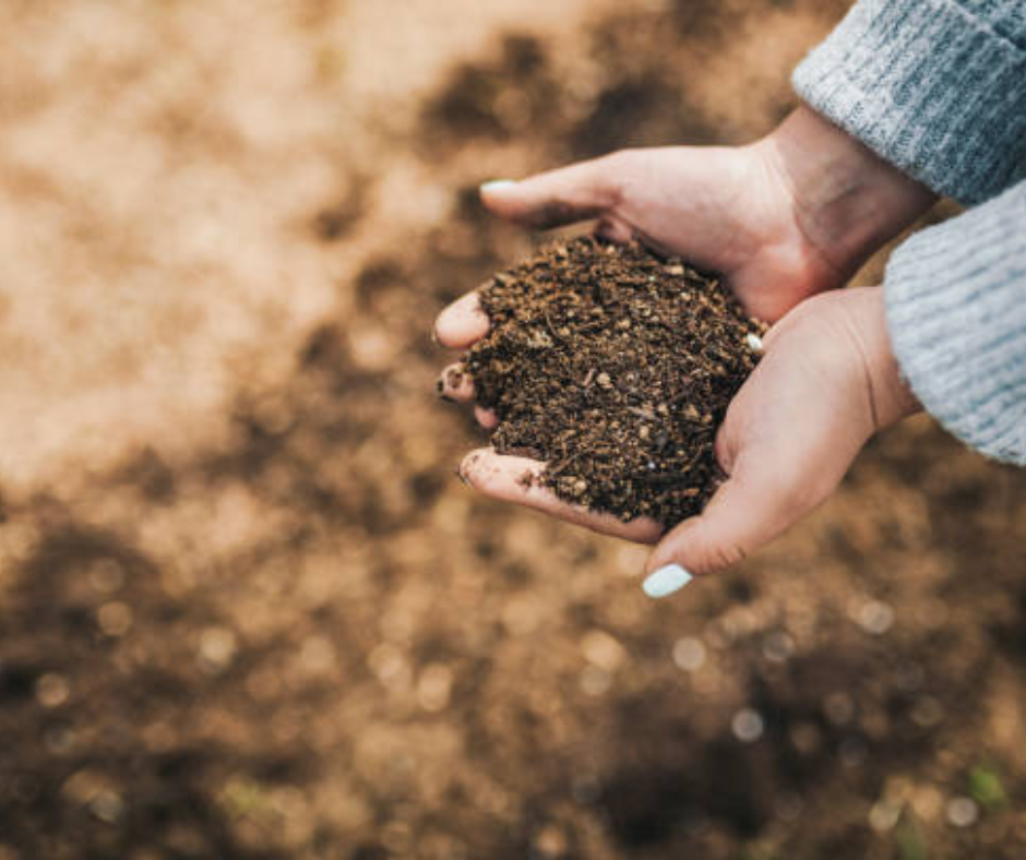 Quy trình kỹ thuật trồng atiso Đà Lạt