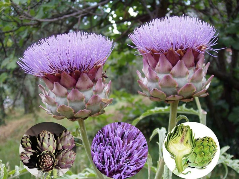 huong sac da lat trong net hoa atiso 1