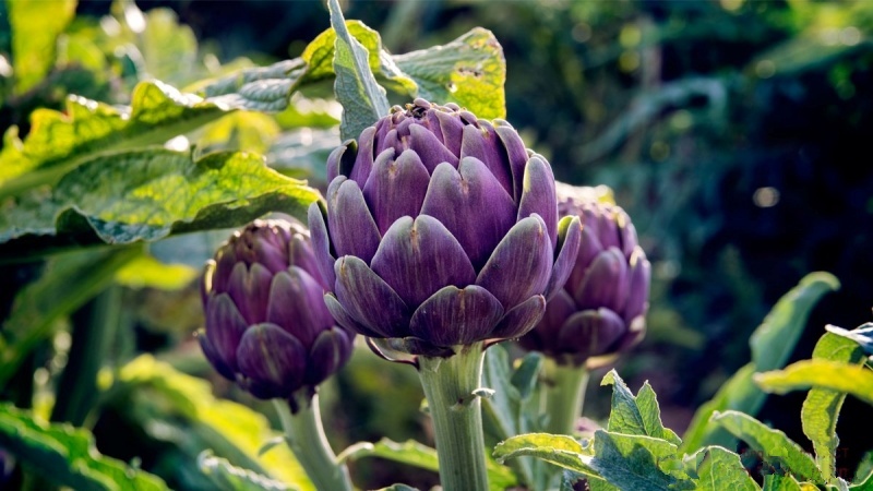 huong sac da lat trong net hoa atiso 3