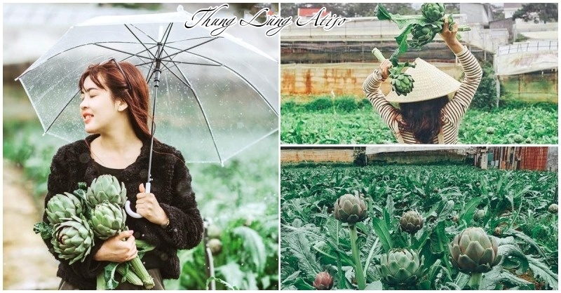 thung lung atiso da lat