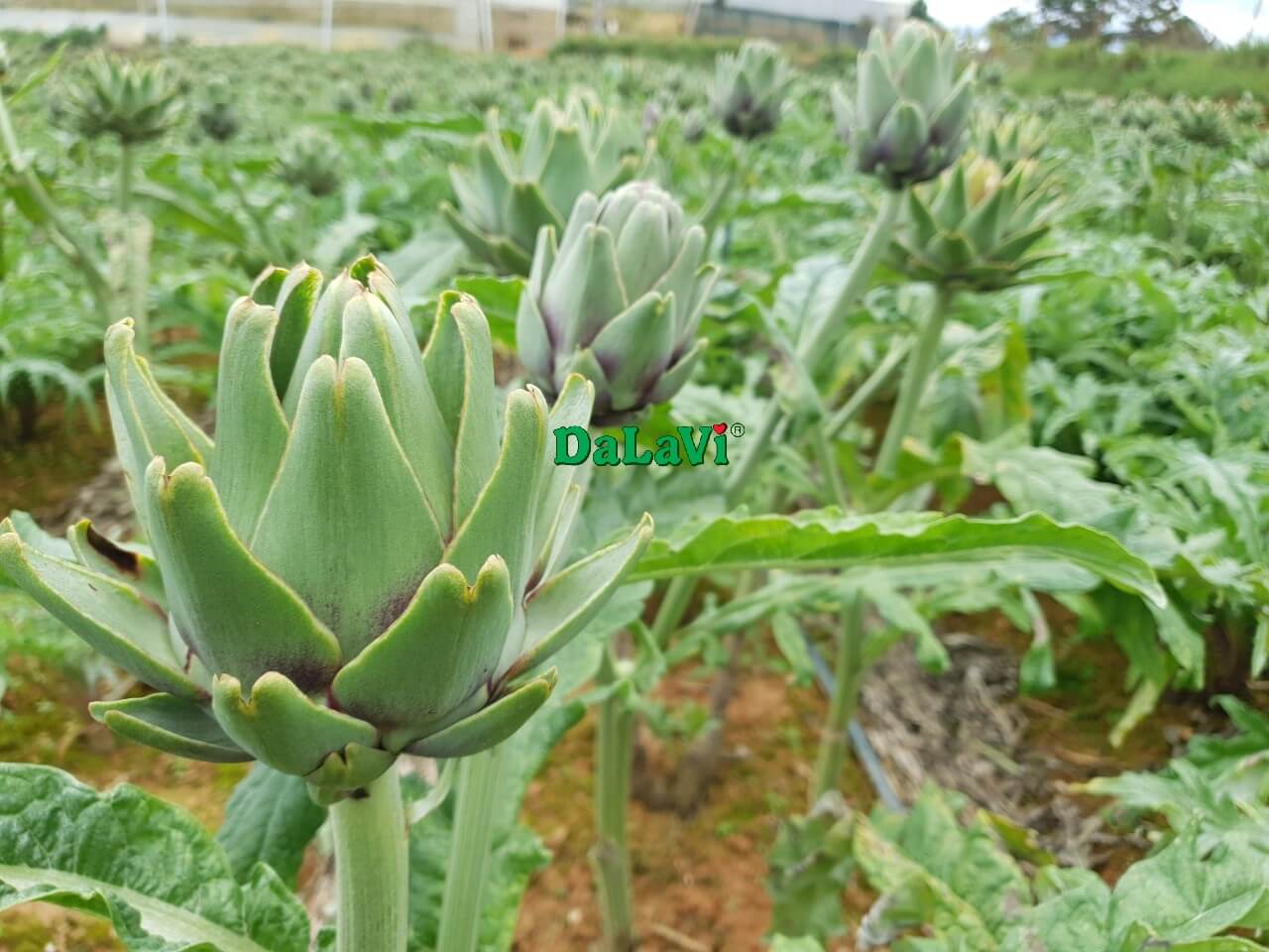 Mua bông atiso giá sỉ tại atisodalat.vn