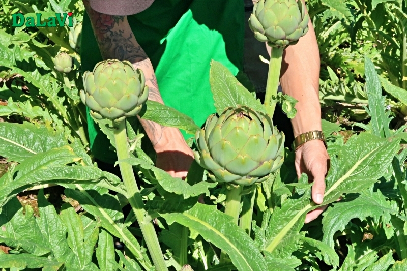 Bông atiso tươi cho trẻ em sử dụng có tốt không?