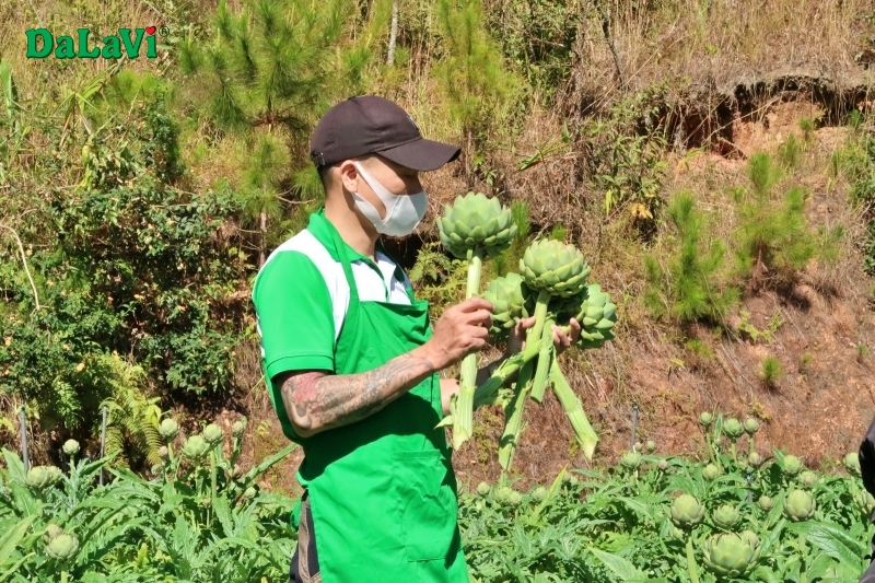 Mua bông atiso tươi sạch ở đâu?