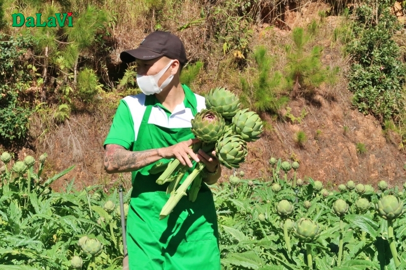 Bông atiso sạch Đà Lạt từ vùng trồng chuẩn quốc tế