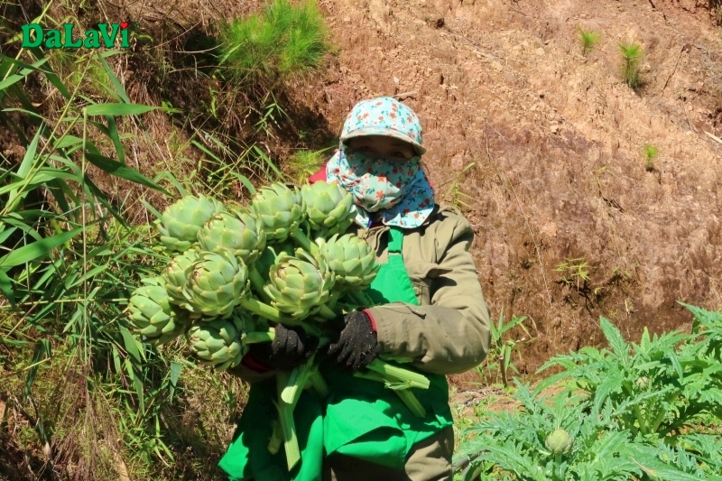 Vận chuyển bông atiso đi xa nhưng vẫn tươi lâu, không hư