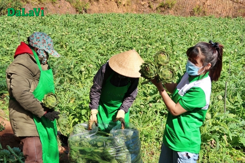 Mùa Atiso Đà Lạt - Thời điểm vàng để mua bông atiso tươi giá sỉ