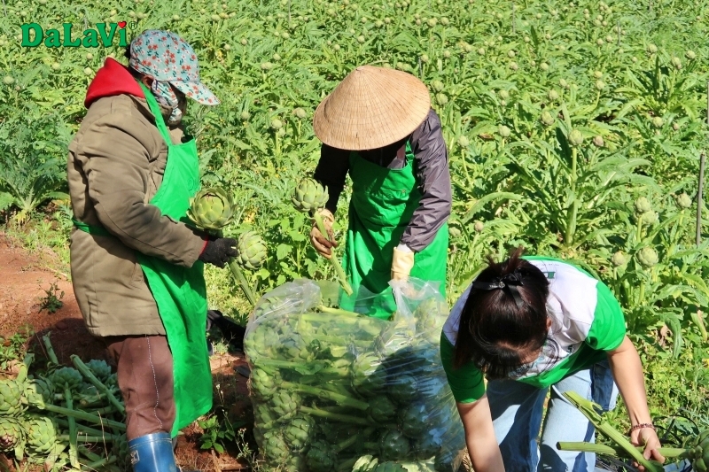 Mua cao mềm atiso Đà Lạt chất lượng từ lá atiso 
