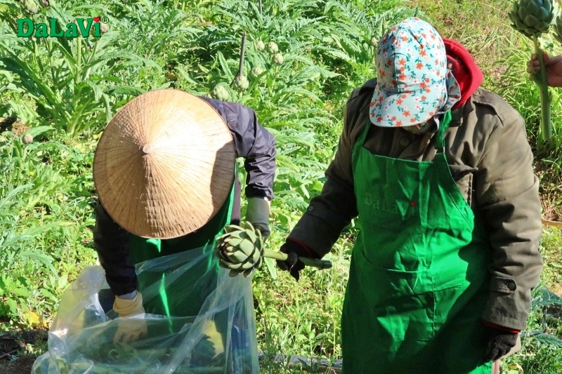 Mua bông atiso tươi sạch ở đâu?