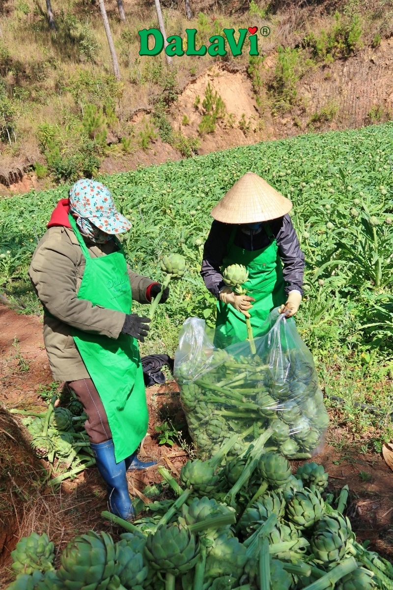 Bông Atiso Đà Lạt giá sỉ mới nhất