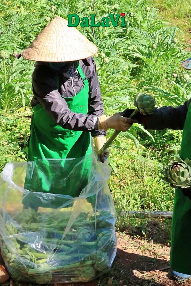 Mùa Atiso Đà Lạt - Thời điểm vàng để mua bông atiso tươi giá sỉ