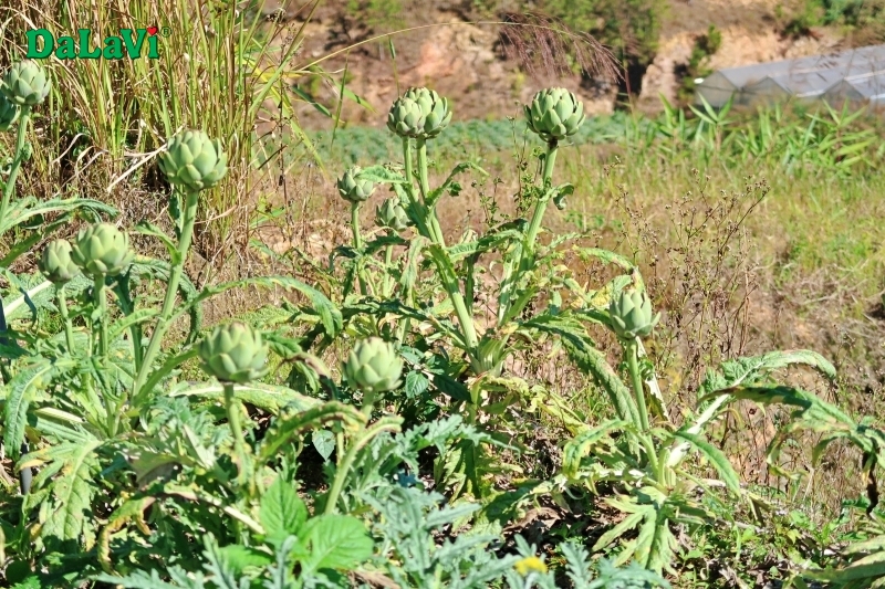 Quy trình kỹ thuật trồng atiso Đà Lạt