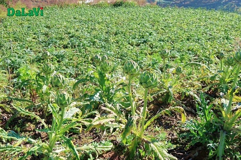 Mùa Atiso Đà Lạt - Thời điểm vàng để mua bông atiso tươi giá sỉ