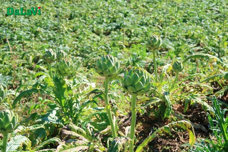 Bông atiso sạch Đà Lạt từ vùng trồng chuẩn quốc tế