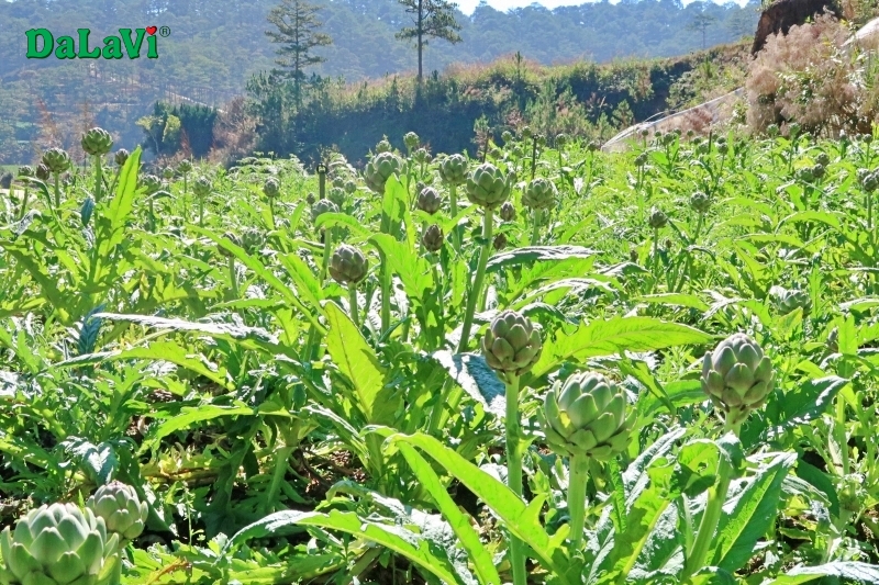 Phân biệt cao atiso chuẩn Đà Lạt, hàng chất lượng 