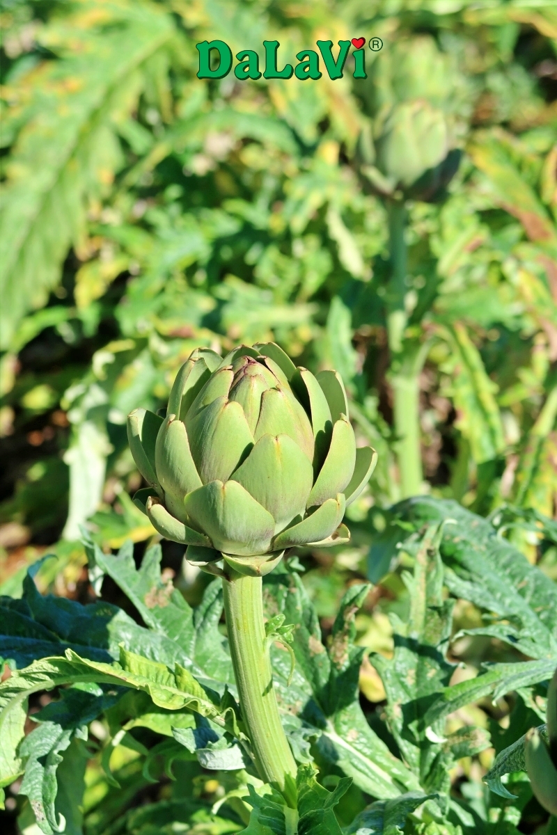 Bông atiso tươi cho trẻ em sử dụng có tốt không?