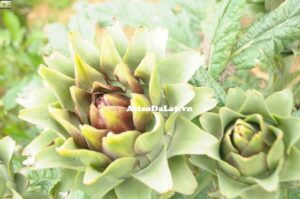 gia atiso da lat tang ky luc 1