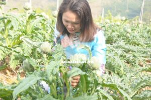 gia atiso da lat tang ky luc