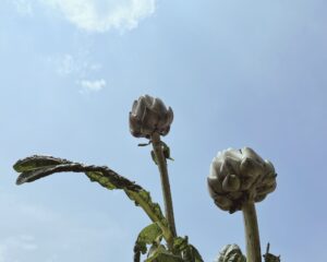 Uong tra Atiso co tot khong