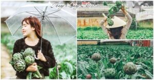 thung lung atiso da lat