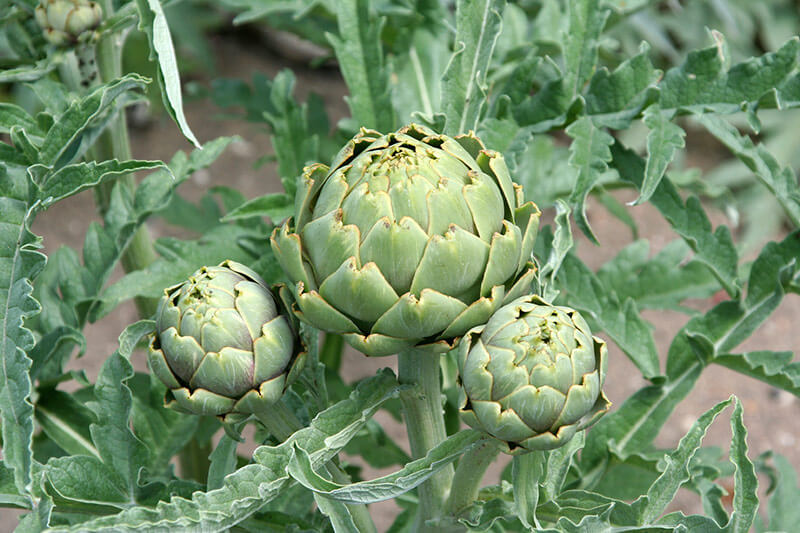 artichoke plant lo