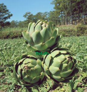 Vận chuyển bông atiso đi xa nhưng vẫn tươi lâu, không hư