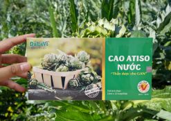 cao atiso