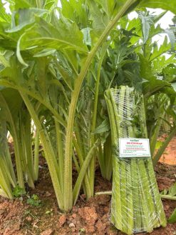 rau atiso da lat asofarm 6