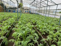 rau atiso da lat asofarm 7